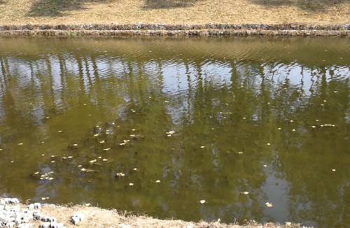 北京市航空港河段變質(zhì)水體水草填料案例